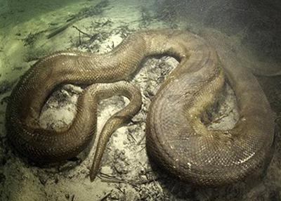 Дайвер сделал потрясающие фото анаконды под водой