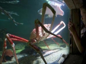 В тихом океане выловили четырёхметрового краба