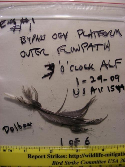 Гудзонское чудо: как мастерство пилота спасло жизни 155 человек