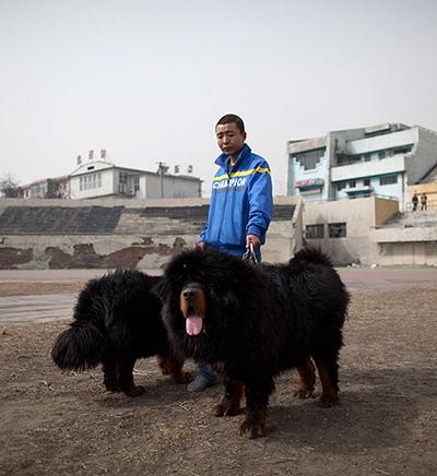 В Китае продают щенков за 750 тысяч долларов