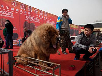 В Китае продают щенков за 750 тысяч долларов