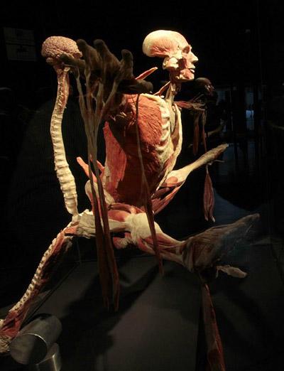 "Доктор Смерть" со своими экспонатами прописался в Риме