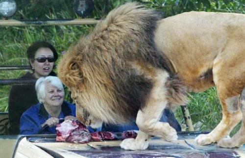 Аттракцион со львами в зоопарке Австралии наводит ужас