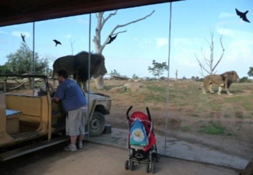Аттракцион со львами в зоопарке Австралии наводит ужас