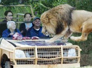 Аттракцион со львами в зоопарке Австралии наводит ужас