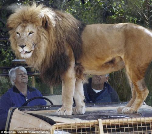 Аттракцион со львами в зоопарке Австралии наводит ужас