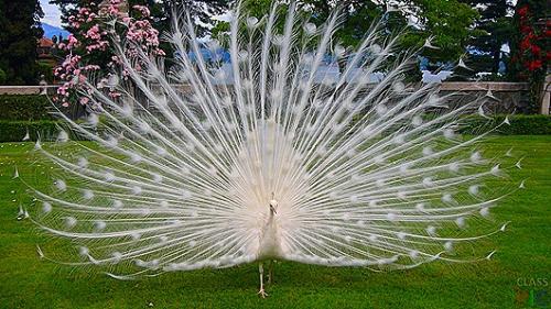 Необычные животные земли