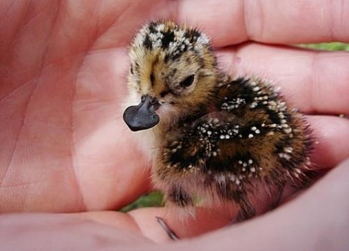 Необычные животные земли