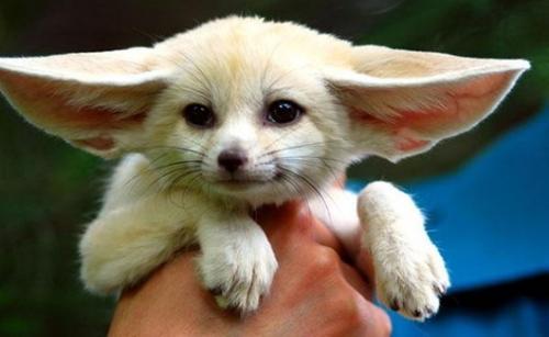 Необычные животные земли