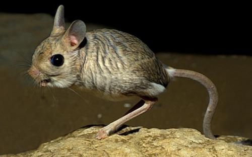 Необычные животные земли