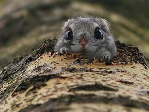 Необычные животные земли