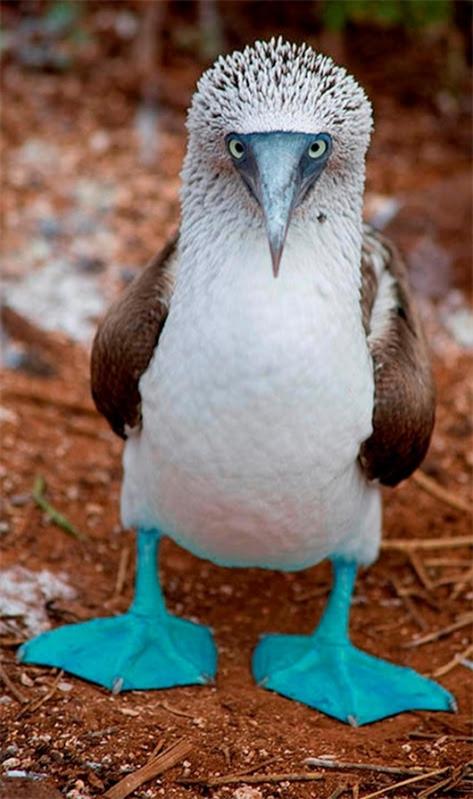 Необычные животные земли