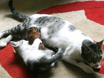 Усыновленные животные