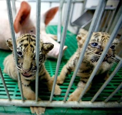 Усыновленные животные