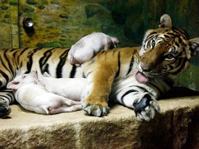 Усыновленные животные