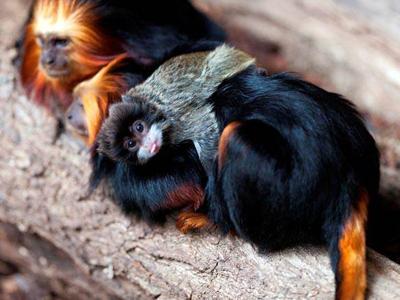 Усыновленные животные