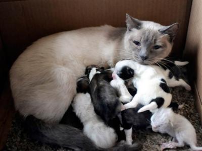 Усыновленные животные