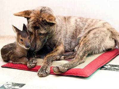 Усыновленные животные