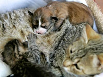 Усыновленные животные