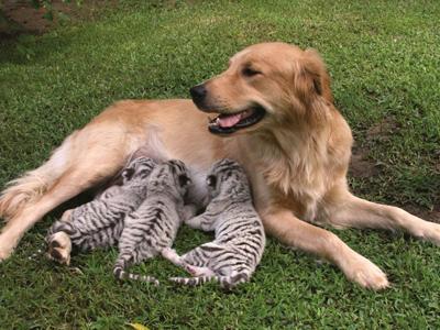 Усыновленные животные