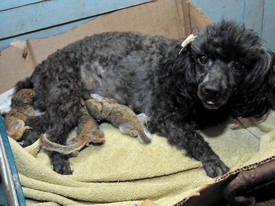 Усыновленные животные