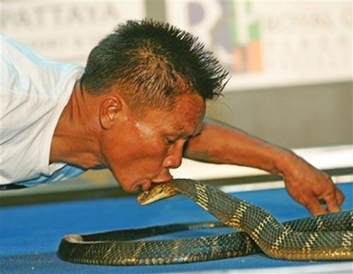 Заклинатель змей поцеловал 19 кобр