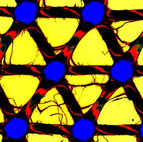 Шедевры микрофотографии