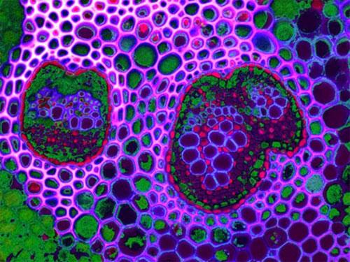 Шедевры микрофотографии