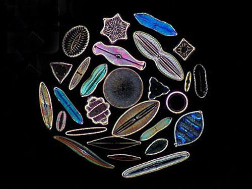 Шедевры микрофотографии