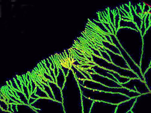 Шедевры микрофотографии
