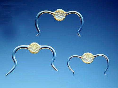 Шедевры микрофотографии