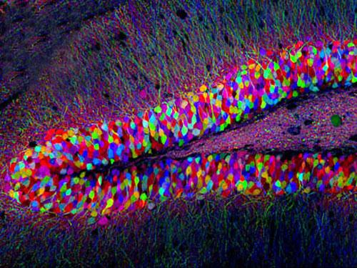 Шедевры микрофотографии