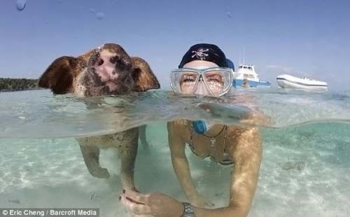 Дайвинг со свиньями на Багамах