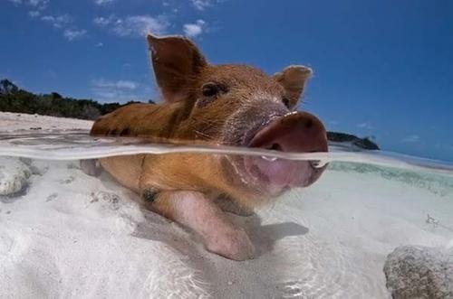 Дайвинг со свиньями на Багамах