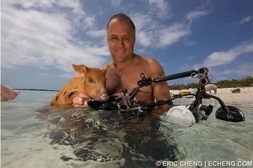 Дайвинг со свиньями на Багамах