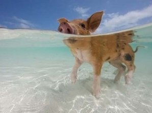 Дайвинг со свиньями на Багамах