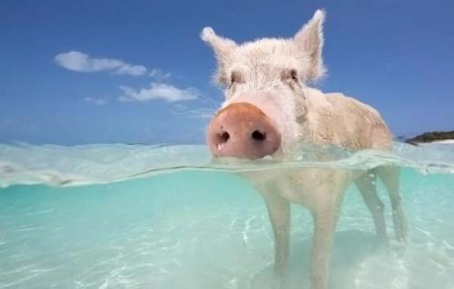 Дайвинг со свиньями на Багамах