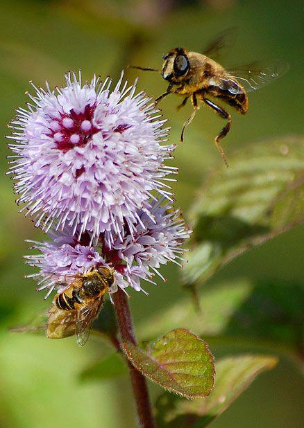 Призеры премии RSPCA 2010 среди юных фотографов