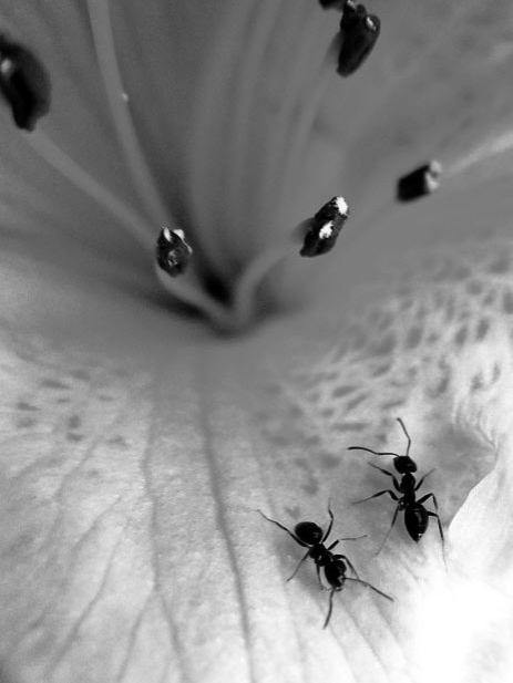 Призеры премии RSPCA 2010 среди юных фотографов