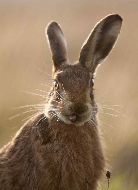 Призеры премии RSPCA 2010 среди юных фотографов