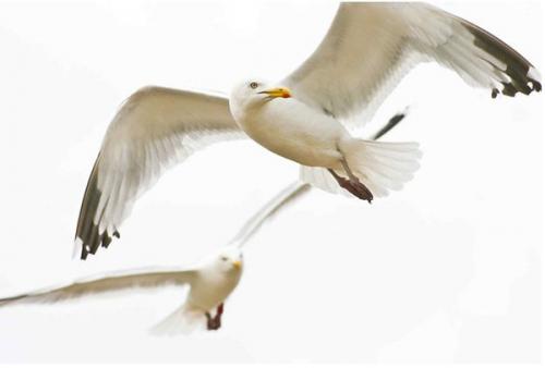 Призеры премии RSPCA 2010 среди юных фотографов