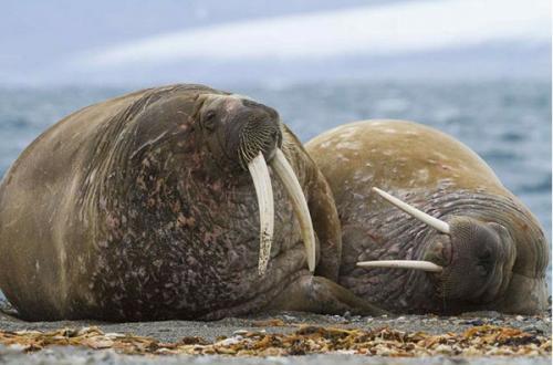 Призеры премии RSPCA 2010 среди юных фотографов