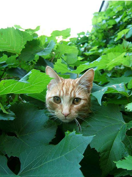 Призеры премии RSPCA 2010 среди юных фотографов