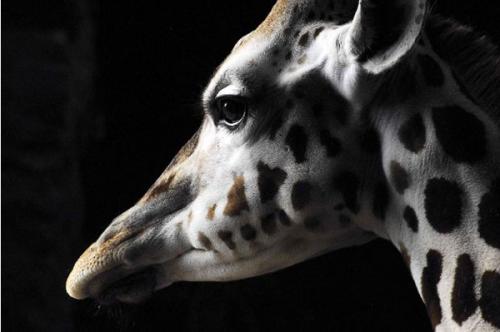 Призеры премии RSPCA 2010 среди юных фотографов