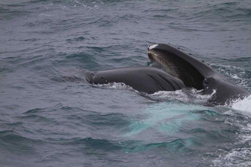 Призеры премии RSPCA 2010 среди юных фотографов