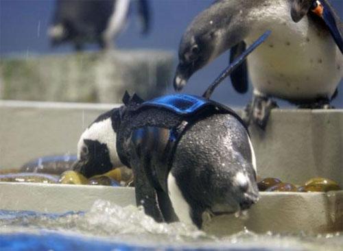 Лысеющего пингвина снабдили гидрокостюмом