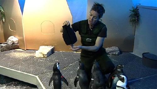 Лысеющего пингвина снабдили гидрокостюмом