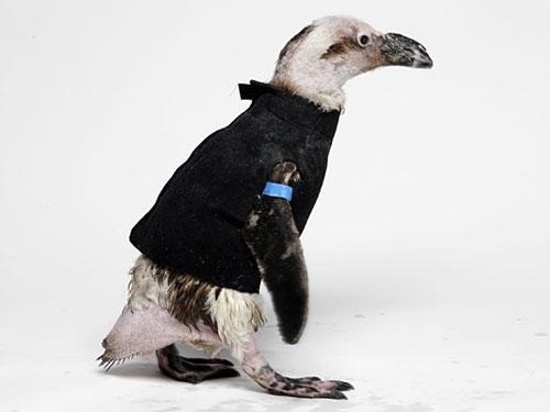 Лысеющего пингвина снабдили гидрокостюмом
