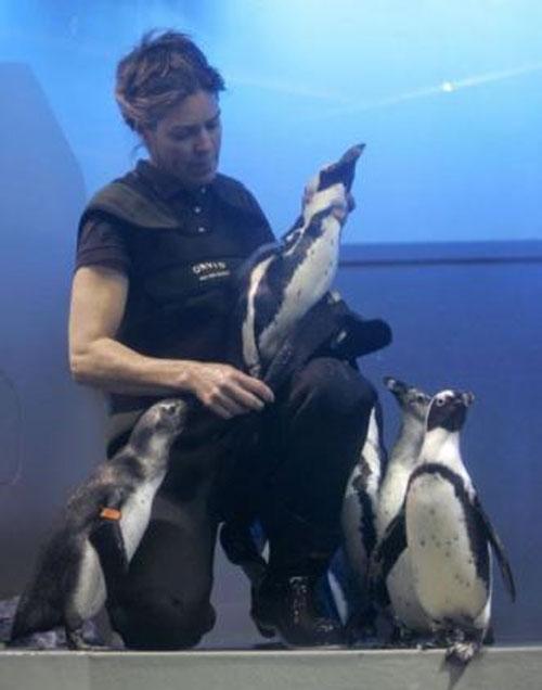 Лысеющего пингвина снабдили гидрокостюмом