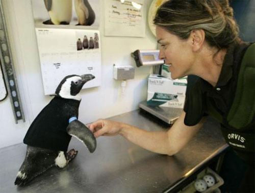 Лысеющего пингвина снабдили гидрокостюмом